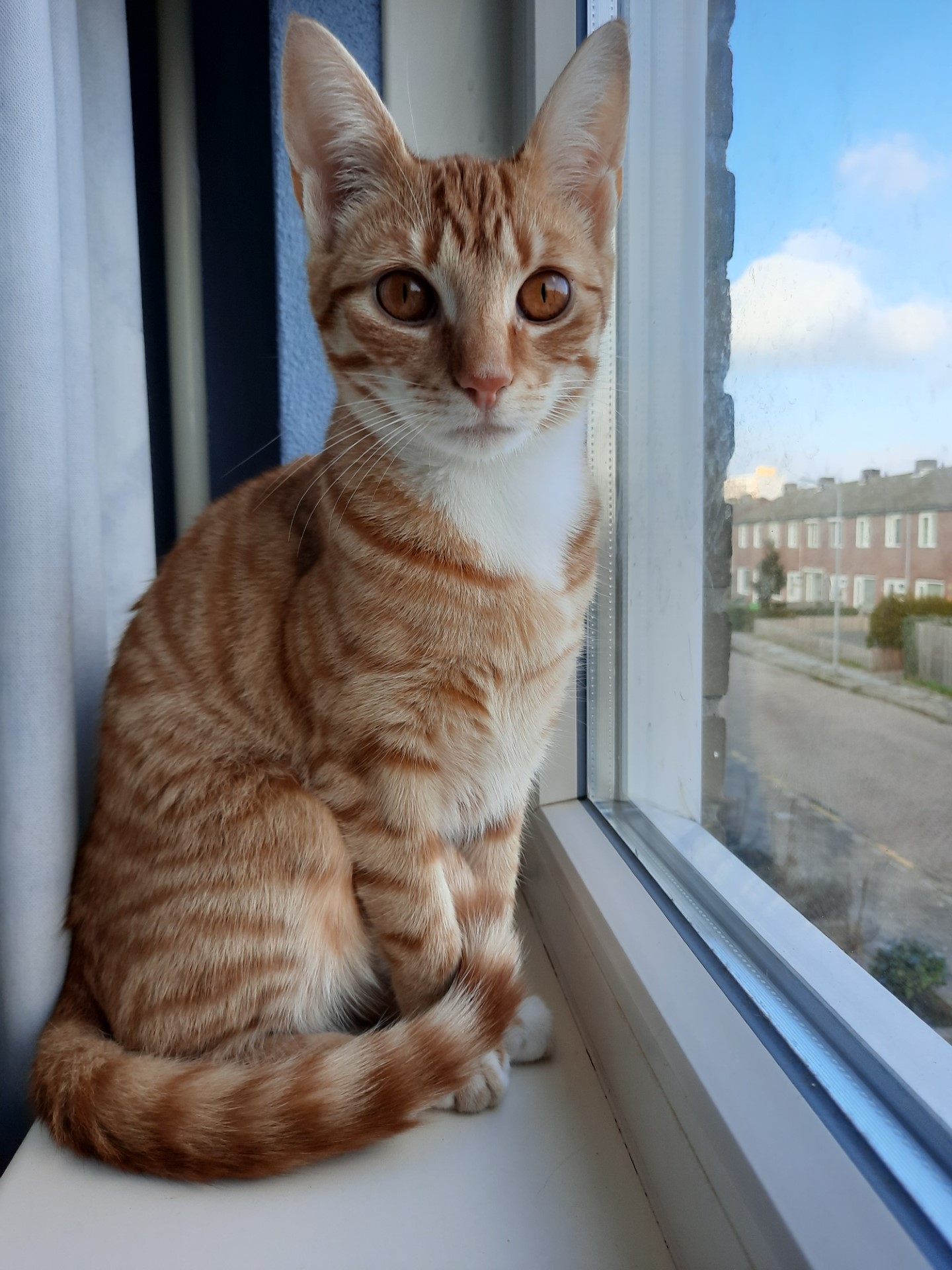 Kitty Mollie (2)