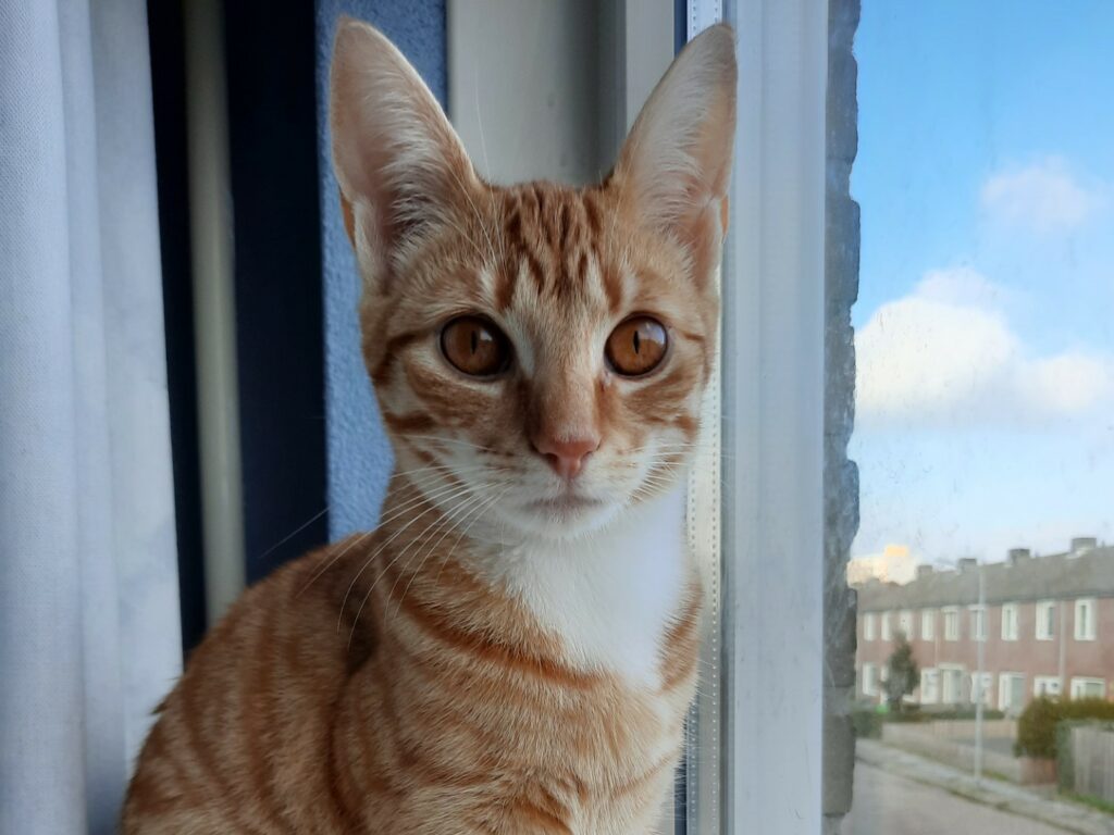 Kitty en Mollie