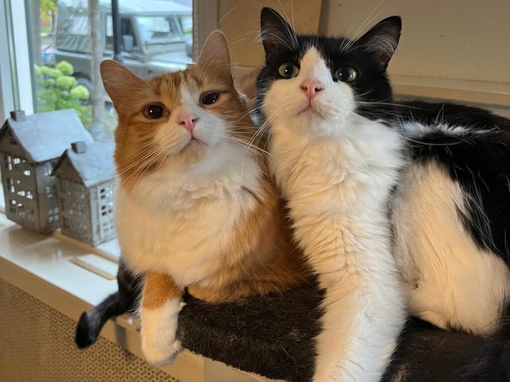 Olov, Obi en Olijf