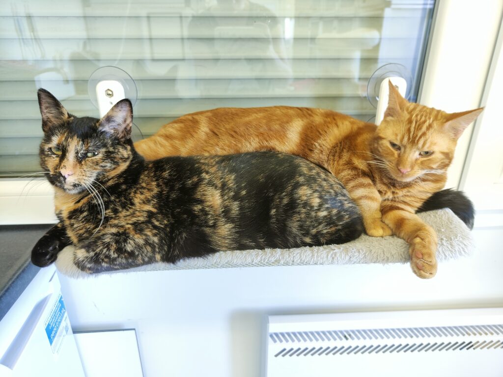 Ariel, Ollie en Soof