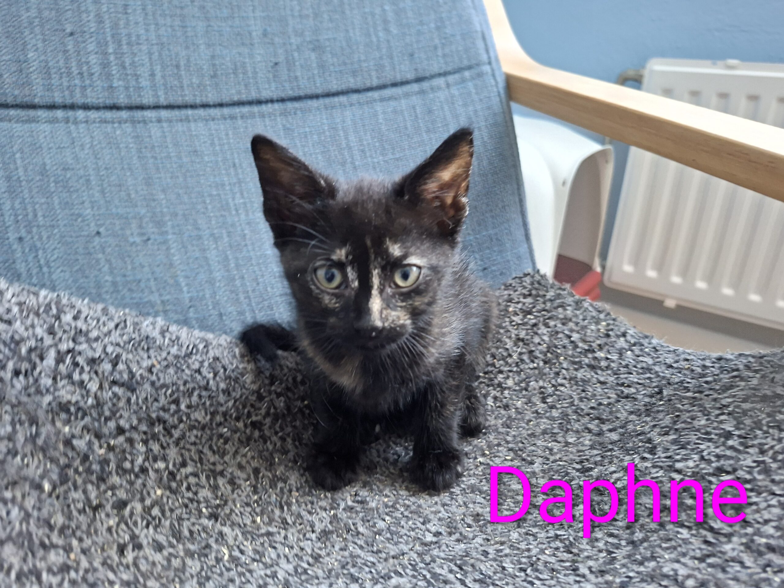 Doeke Daantje Dibbes Demi Daphne (1)