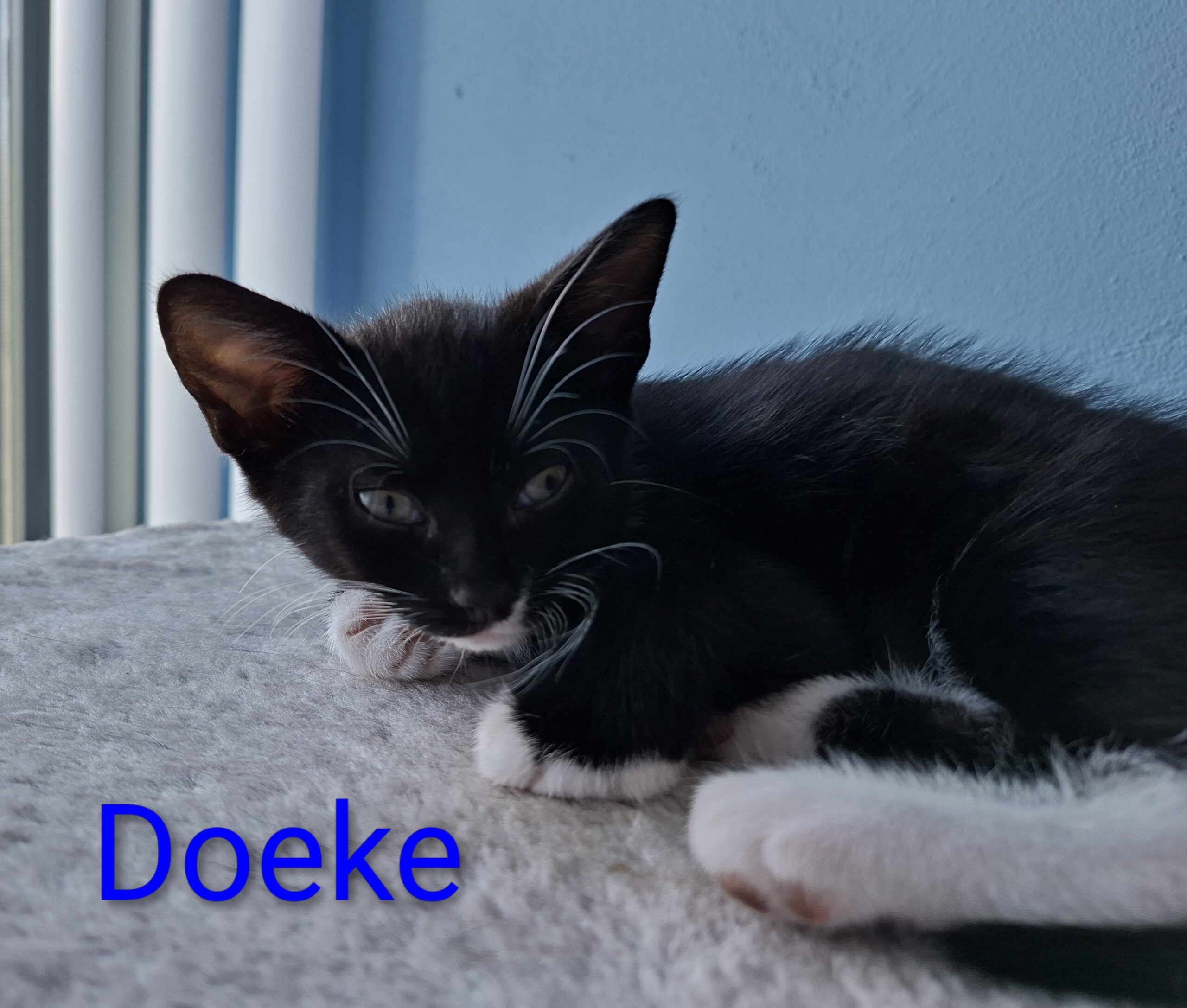 Doeke Daantje Dibbes Demi Daphne (3)