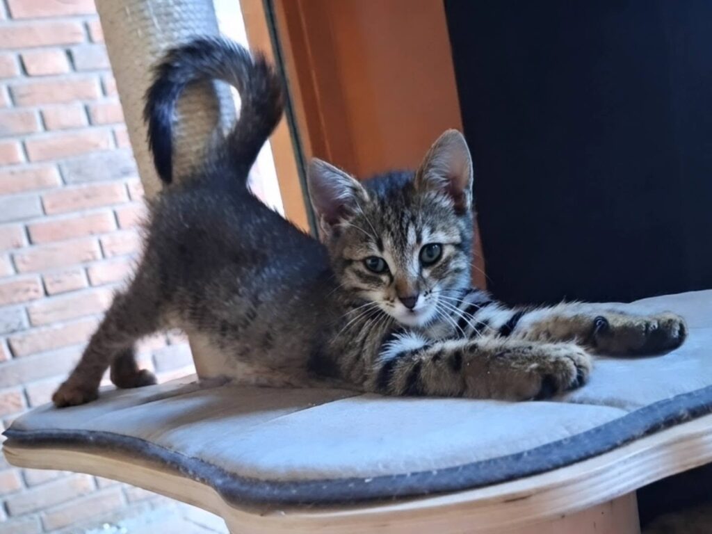 Teddy en Kamek