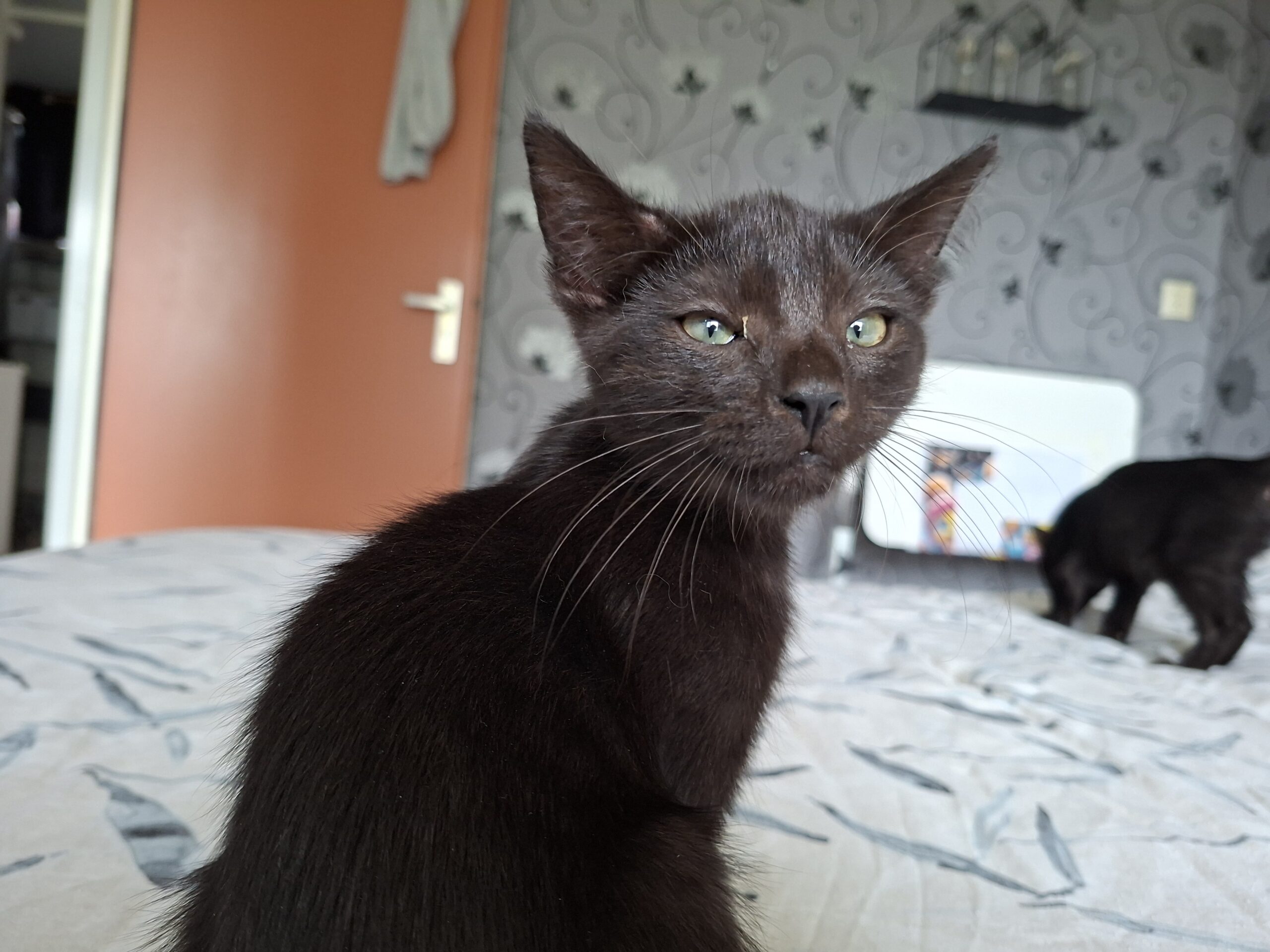 Black Beauty (1)