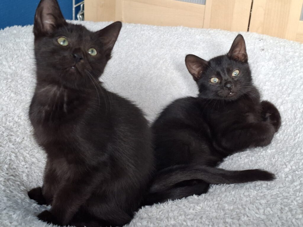Black en Beauty