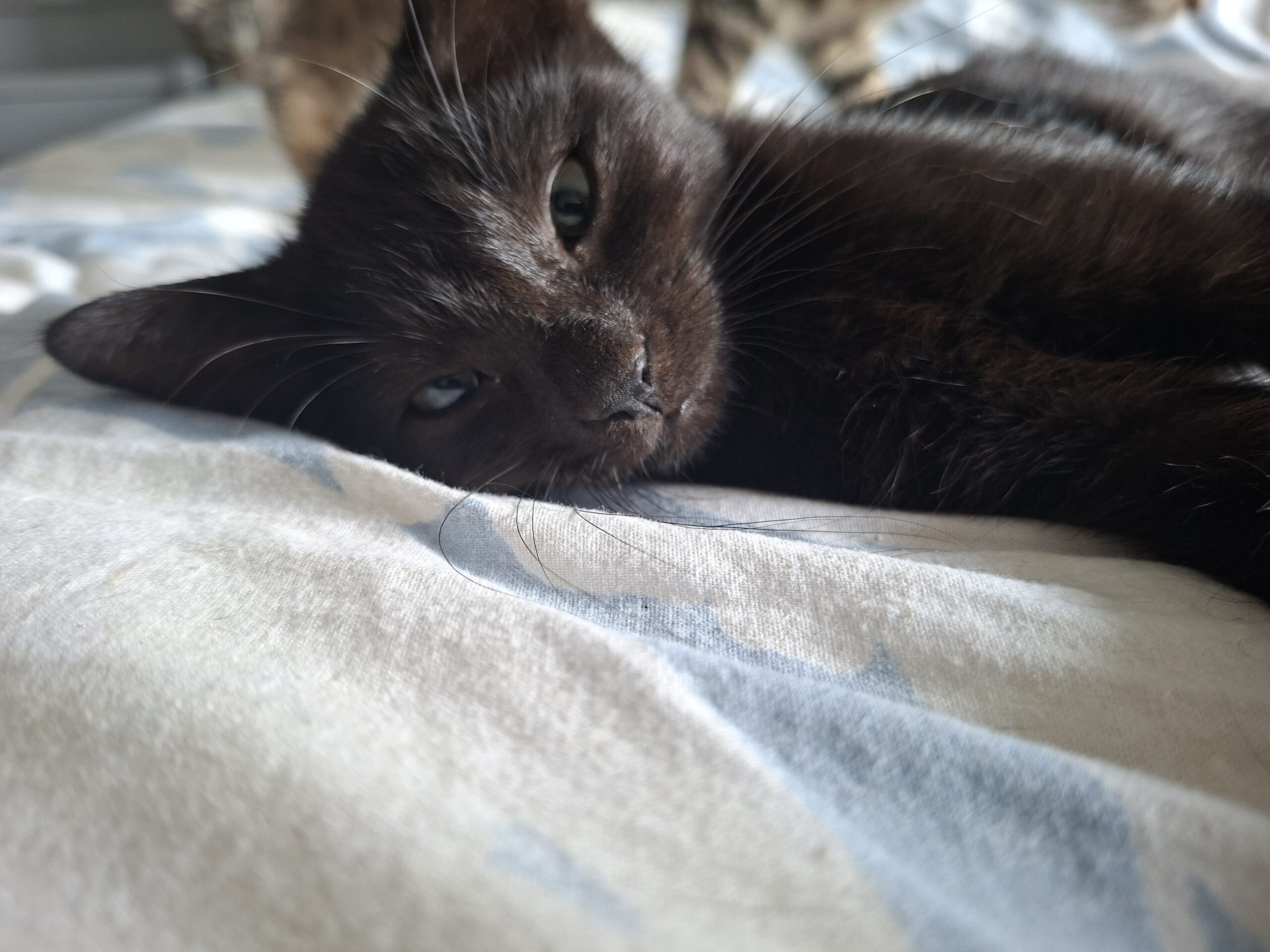 Black Beauty (5)