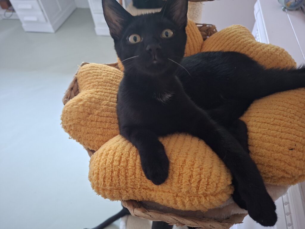 Starsky en Notch