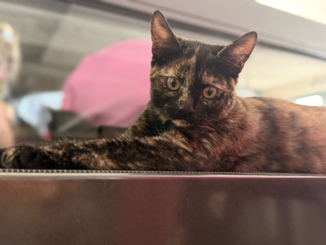Ari Chia Nala (1)