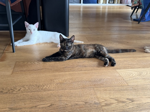 Ari Chia Nala (10)