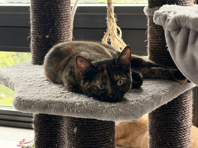 Ari Chia Nala (11)