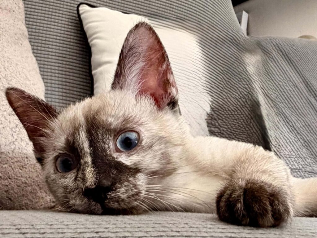 Ari, Chia en Nala