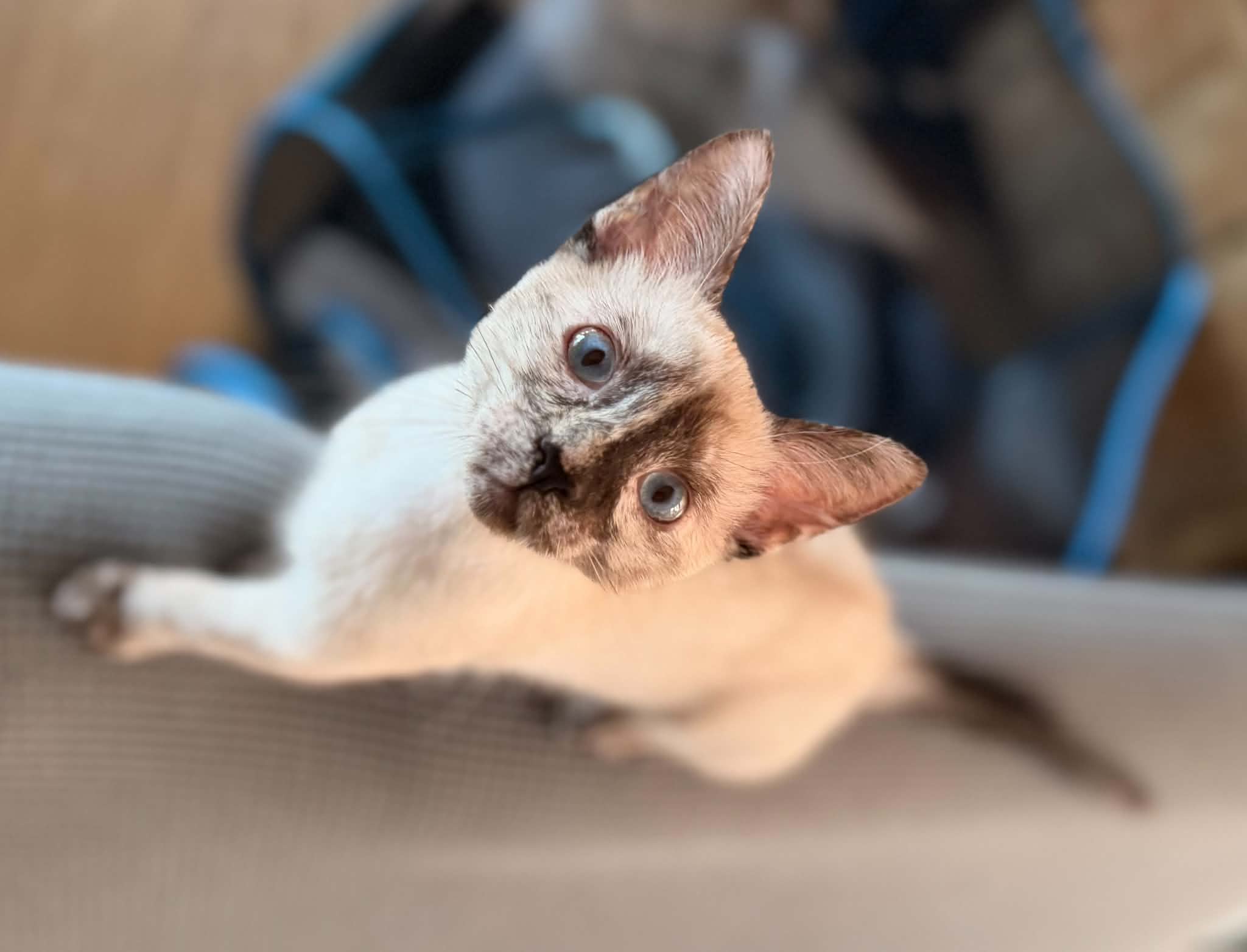 Ari Chia Nala (3)