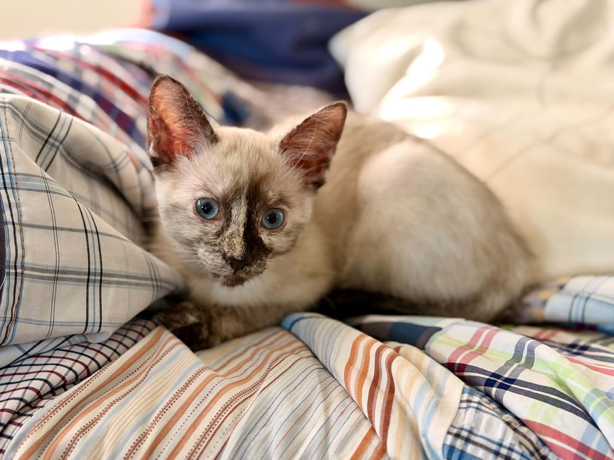Ari Chia Nala (4)
