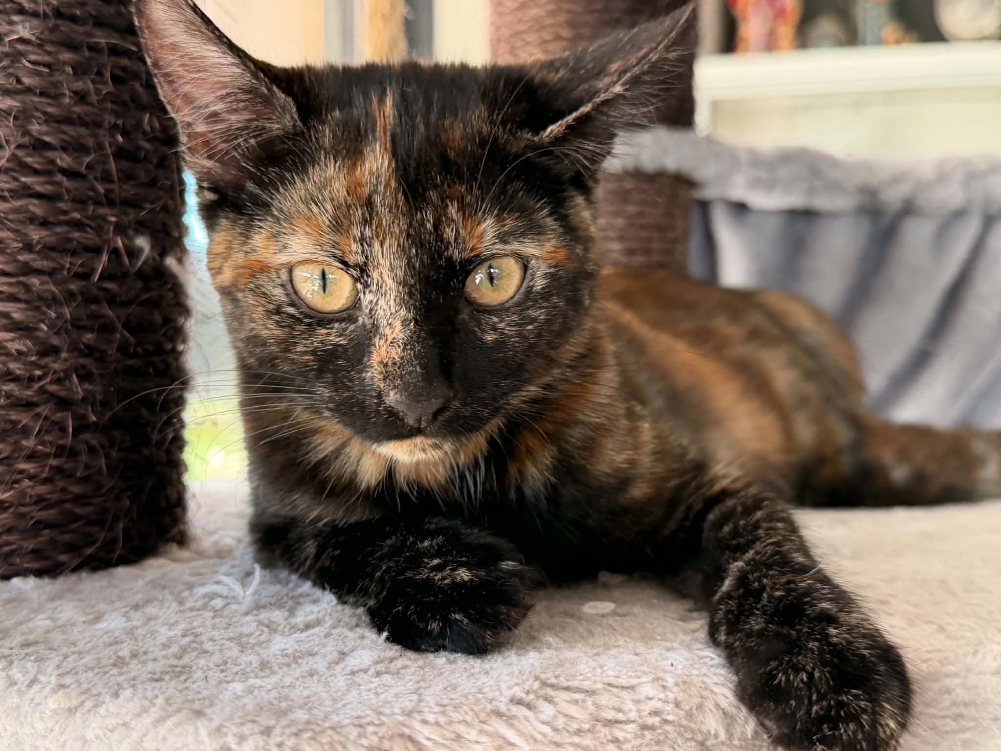 Ari Chia Nala (5)
