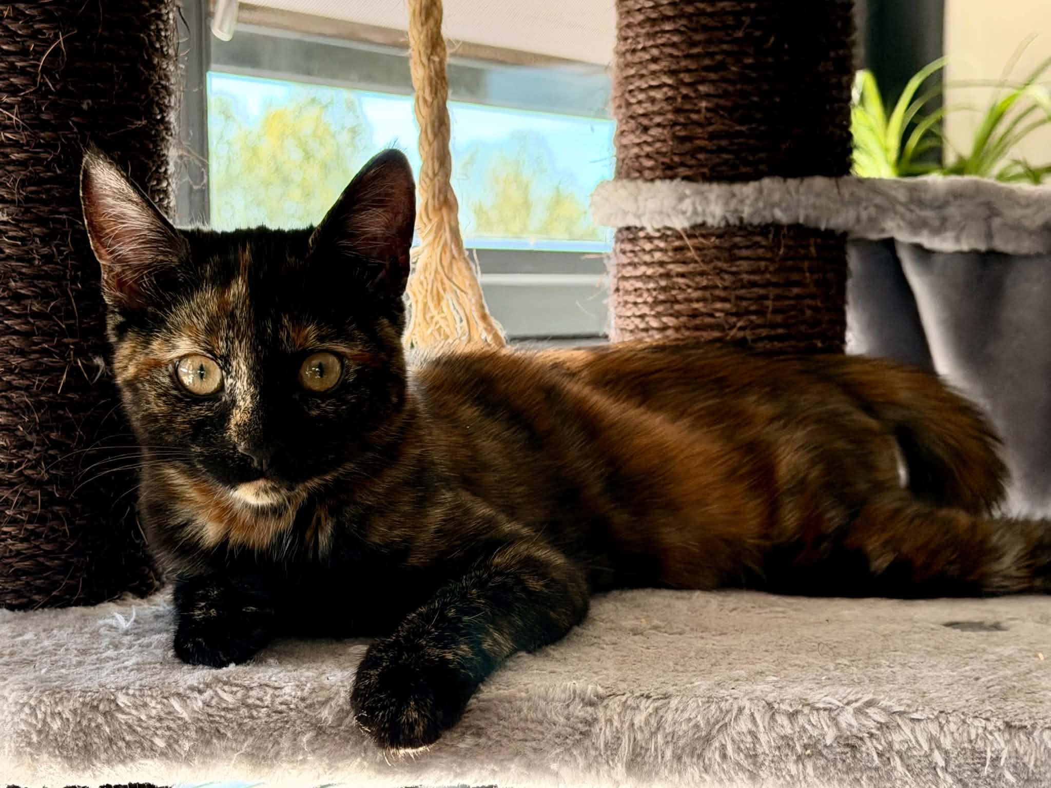 Ari Chia Nala (6)
