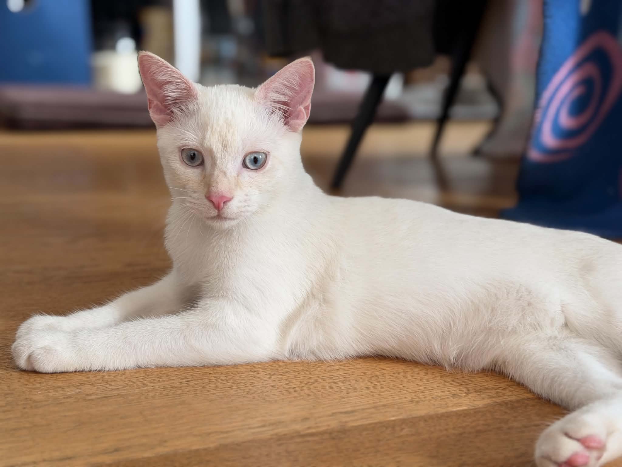Ari Chia Nala (7)