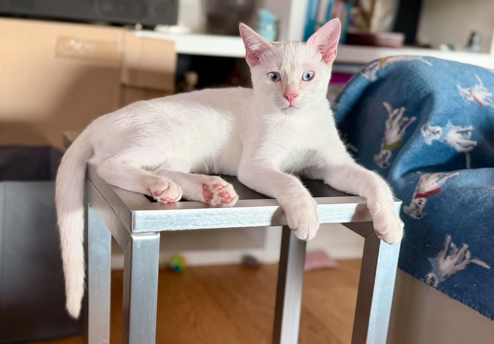 Ari Chia Nala (8)