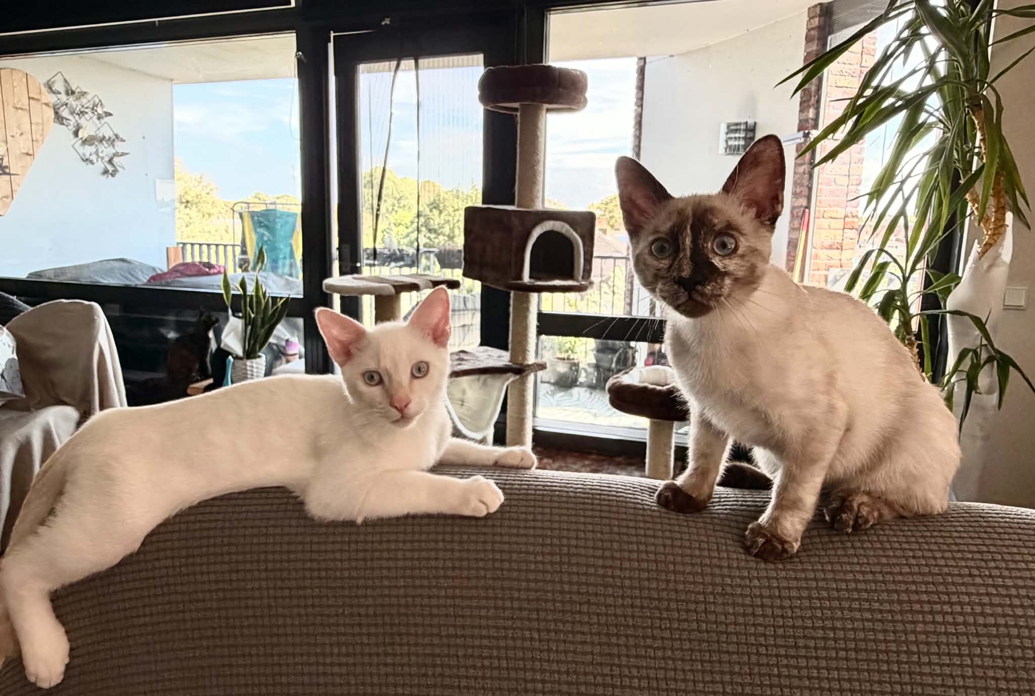 Ari Chia Nala (9)