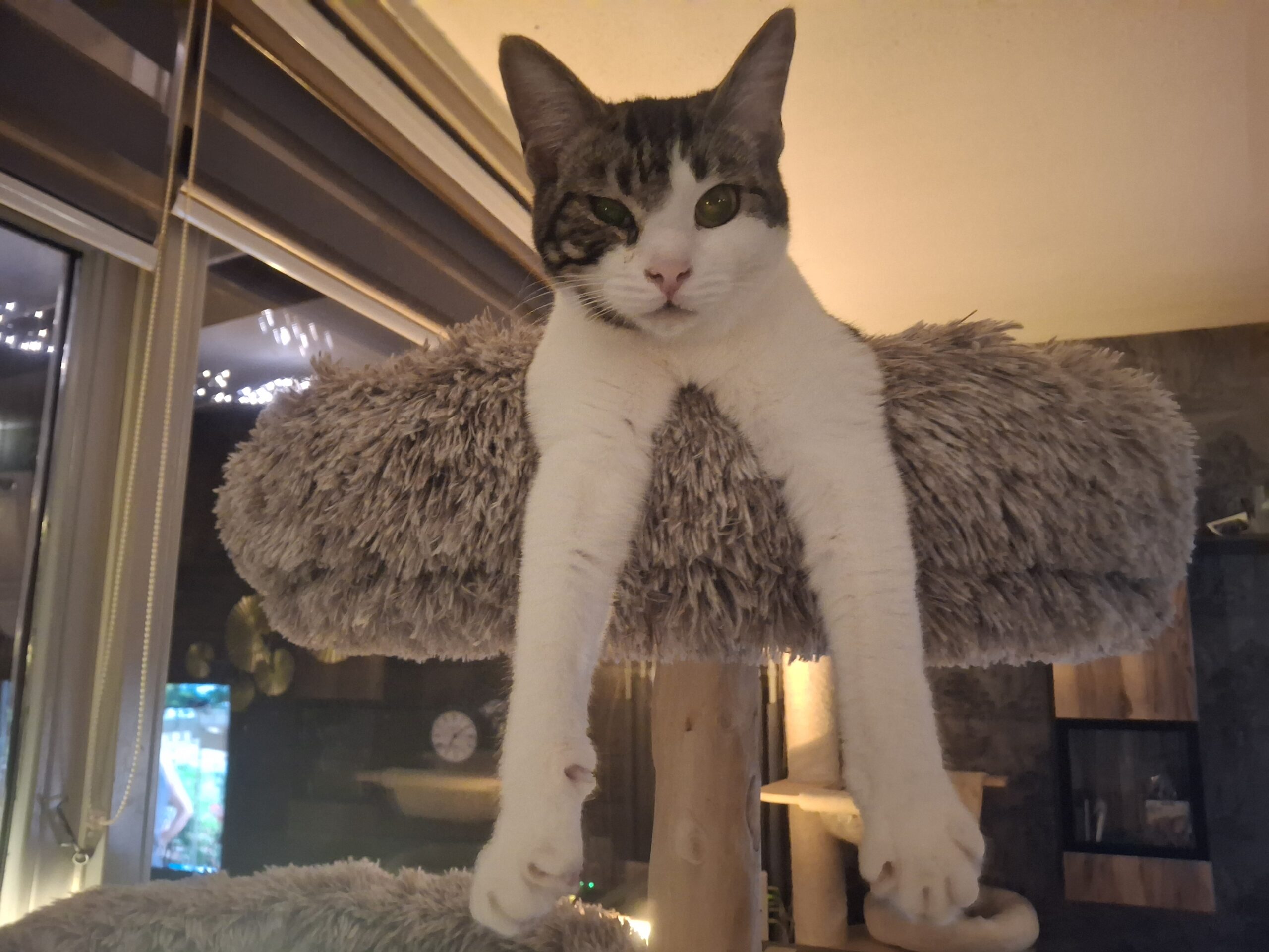 Blitzy Moxie (3)