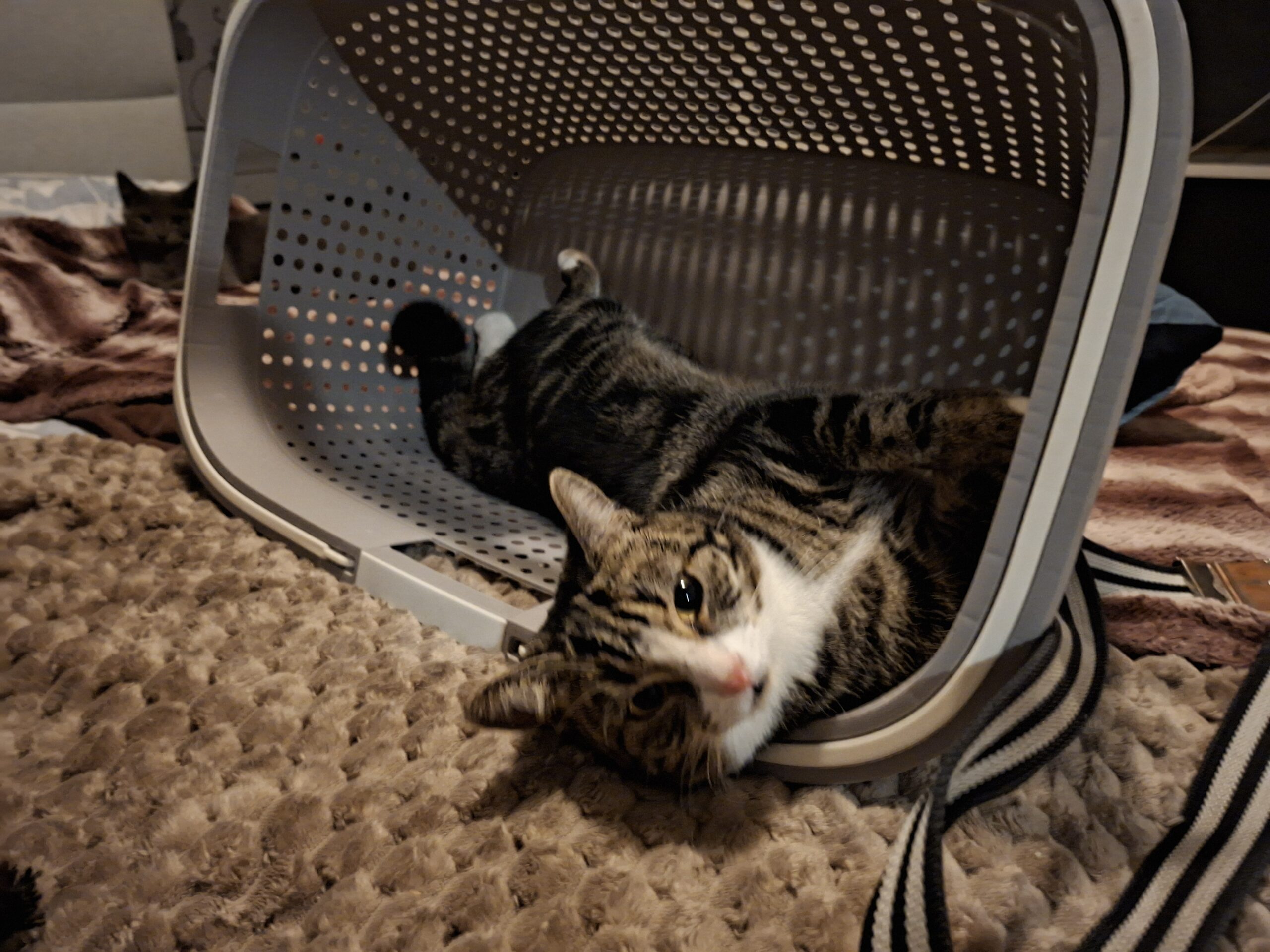 Blitzy Moxie (4)